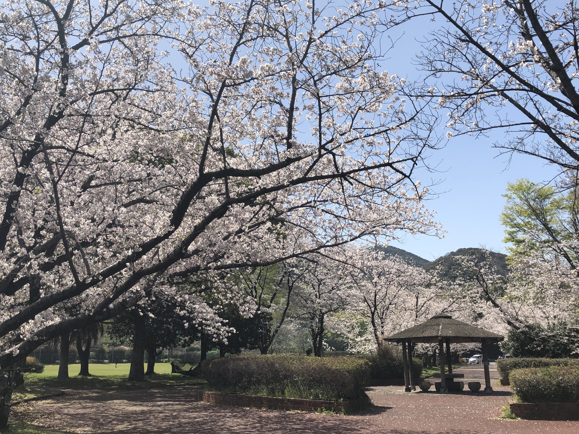 コラム：サムネイル画像